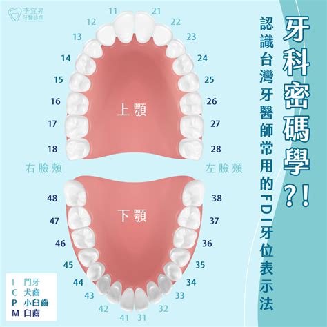 牙齒排列數字